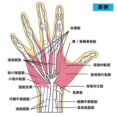 手骨|手根骨や手指の解剖や筋肉をイラストで徹底解説！覚。